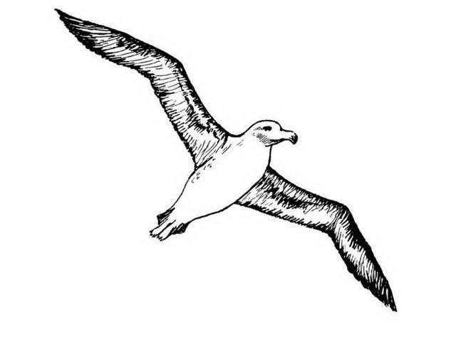 desene de colorat albatros